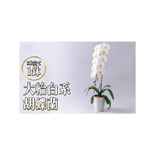 ■ 容量　大輪白花系胡蝶蘭1本立て　■ 配送について　2026年5月上旬〜11月上旬まで　　タイプ：【常温】
