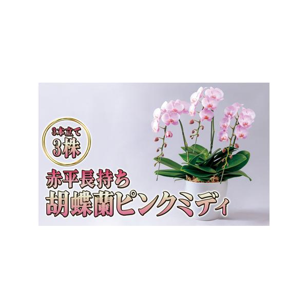 ■ 容量　ピンクミディの胡蝶蘭の3株3本立て、サイズ：7号鉢　■ 配送について　2026年5月上旬〜10月下旬まで　　タイプ：【常温】