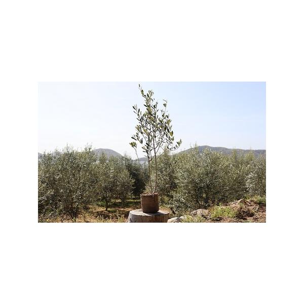 ■ 容量　高さ80cm前後の小豆島で育ったオリーブの苗木です。　　タイプ：【常温】