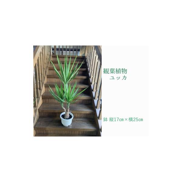 ■ 容量　観葉植物 ユッカ1鉢　(鉢 縦17cm横25cm)　重量約3.5kg、高さ約100〜120cm、横幅約50〜65cm　※自然の産物ですので個体差がございます。予めご了承くださいませ。　※育て方マニュアルを同封いたします。■ 配送に...
