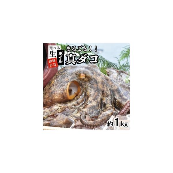 ふるさと納税 船上活締め！！生真ダコ丸ごと(1~4匹)【下処理済】 | 豊後高田市 タコ 蛸 たこ 大分県豊後高田市