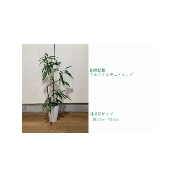 ■ 容量　観葉植物 アムステルダム・キング1鉢　(鉢8号サイズ 縦30cm横19cm)　重量約3kg、高さ約90〜110cm、横幅約40〜50cm　※自然の産物ですので個体差がございます。予めご了承くださいませ。　※植物を梱包する際、枝や葉...