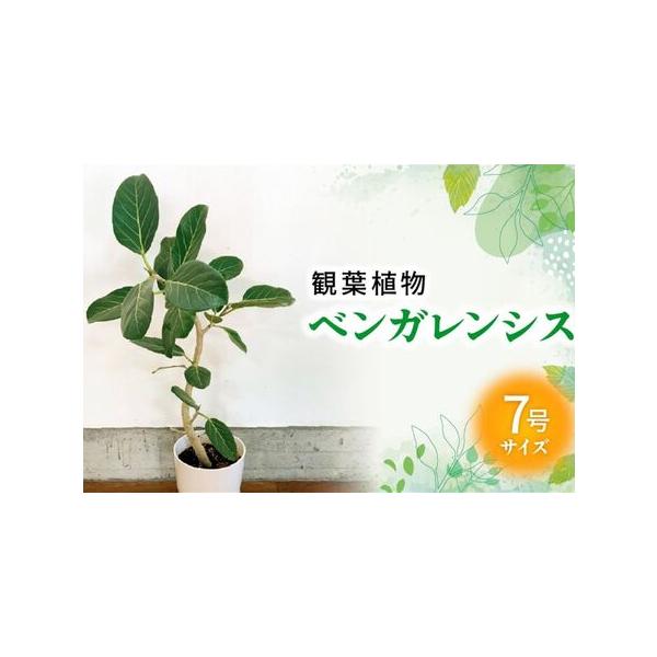 ■ 容量　観葉植物 ベンガレンシス1鉢　(鉢7号サイズ 縦25cm横16.5cm)　重量約3.5kg、高さ約70〜85cm、横幅約35〜45cm　※自然の産物ですので個体差がございます。予めご了承くださいませ。　※育て方マニュアルを同封いた...