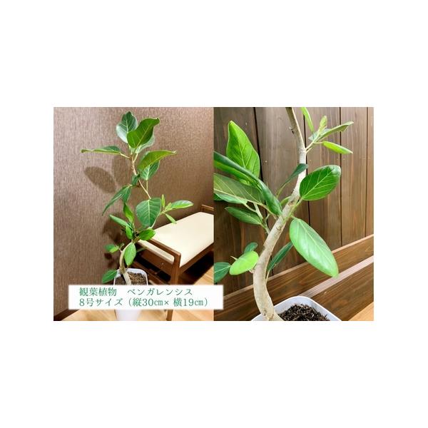 ■ 容量　観葉植物 ベンガレンシス1鉢　(鉢8号サイズ 縦30cm横19cm)　重量約3.5kg、高さ約85〜100cm、横幅約35〜45cm　※自然の産物ですので個体差がございます。予めご了承くださいませ。　※育て方マニュアルを同封いたし...