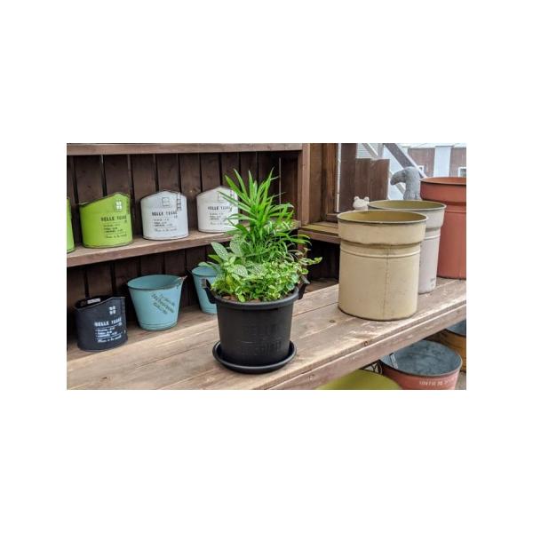 ■ 容量　観葉植物3種類の寄せ植え1鉢（受皿付き）　全体：鉢下から約30cm　鉢：プラスチック製、ブラック　幅：約20cm（持ち手含む）、直径：約17.5cm、高さ：約14cm　■ 配送について　2022年4月上旬?9月下旬　　タイプ：【常温】