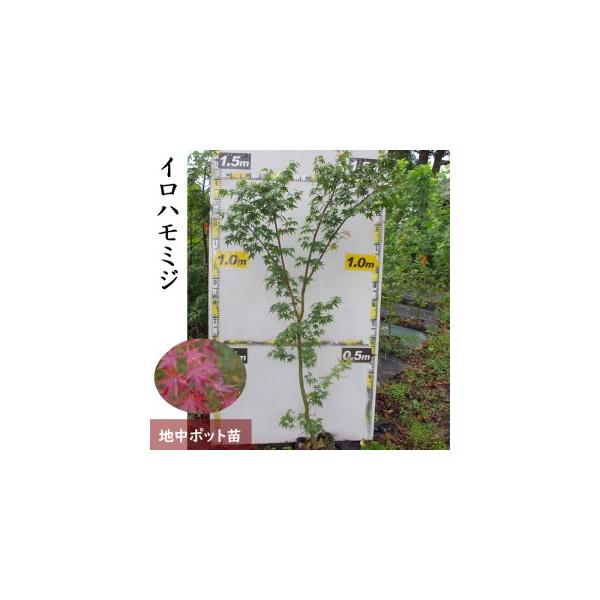 ■ 容量　イロハモミジ[地中ポット苗] 1苗■ 配送について　2025年11月中旬〜2026年5月下旬頃　タイプ：【常温】