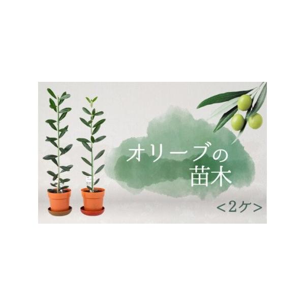 ■ 容量　高さ　30?60ｃｍ　2?3年生の苗木2本　宅急便サイズ140ｃｍサイズ■ 配送について　入金確認後2週間?1か月前後で発送　タイプ：【ギフト】