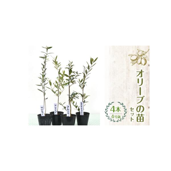 ■ 容量　オリーブの苗 4号鉢（12cm） 4本■ 配送について　入金確認後準備でき次第発送　タイプ：【常温】