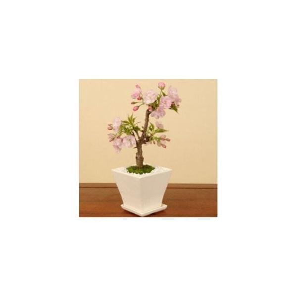 ■ 容量　盆栽×１　タイプ：【常温】