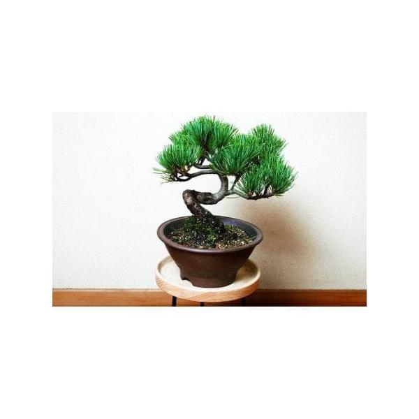 ■ 容量　盆栽×１　タイプ：【常温】