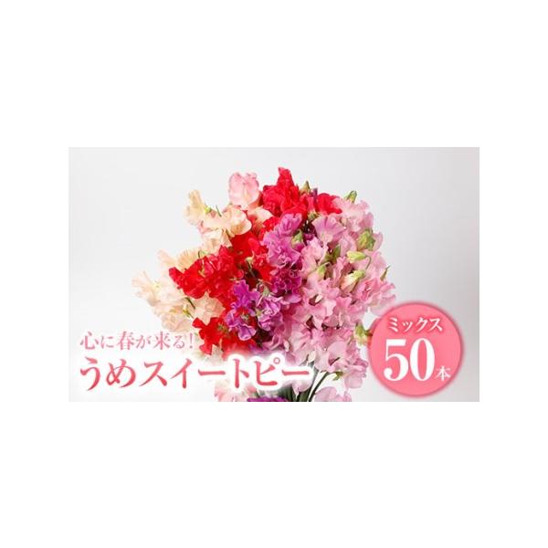 ■ 容量　うめスイートピー　ミックス：50本■ 配送について　準備が出来次第、順次発送予定　タイプ：【常温】