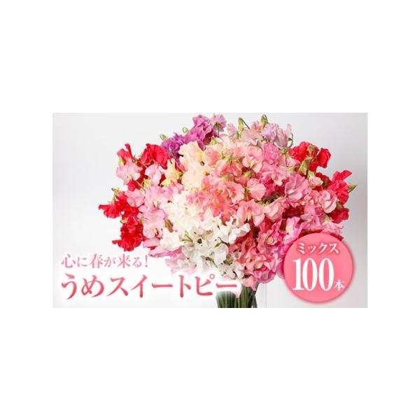 ■ 容量　スイートピーミックス：100本■ 配送について　準備が出来次第、順次発送予定　タイプ：【常温】