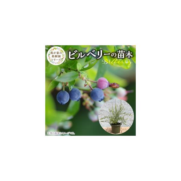 ふるさと納税 チーム田主丸『我が家の果樹園』シリーズ 【ビルベリー】_ビルベリー 苗木 鉢径 6号 サイズ 50cm位 チーム田主丸 我が家の果樹園.. 福岡県久留米市
