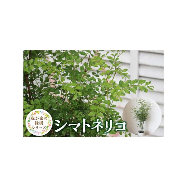 ■ 容量　高さ　100cmくらい　鉢径　7号　　【保存方法】　極力水を切らさないようにあげてください。■ 配送について　ご入金確認後、2週間以内に順次発送いたします。　※申込状況等によりお届け時期が遅れる場合がございます。あらかじめご了承く...