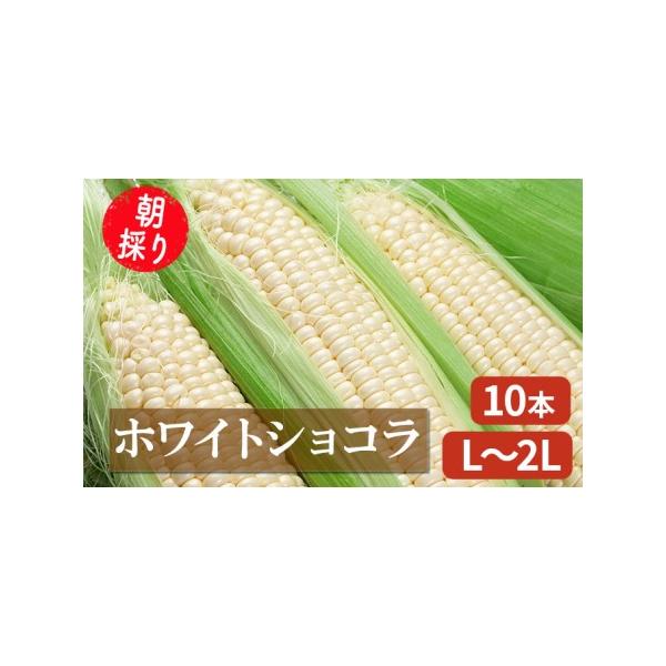 ■ 容量　白とうもろこし　品種「ホワイトショコラ」 L〜2Lサイズ 10本入り　■ 配送について　2026年7月下旬〜8月下旬　　タイプ：【冷蔵】