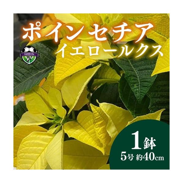ふるさと納税 【 先行予約 ：2026年11月発送開始 】 花 ポインセチア イエロー  5号 クリスマス 花 静岡県藤枝市