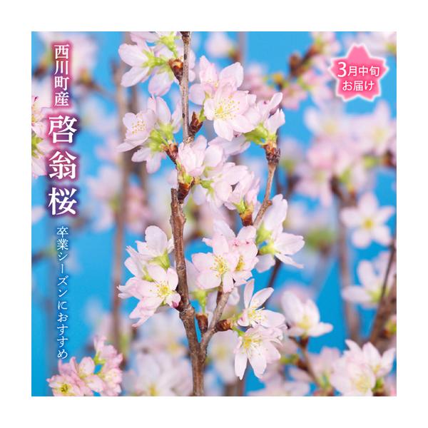 ふるさと納税 FYN9-452 【2027年3月中旬お届け】 山形県 西川町産 啓翁桜 1束(80cm×10本) 2027年3月中旬から順次発送 学校 卒業 卒業式 春 .. 山形県西川町