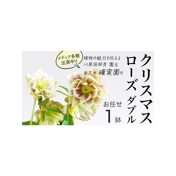 ■ 容量　クリスマスローズダブル鉢（5〜6号）：1点　※花の色や形は「おまかせ」となります。　送る時期に一番良いものをお送りします。■ 配送について　2026年2月上旬〜3月末頃まで　開花後は、入金確認後2〜3間程度で発送予定　※生育状況に...