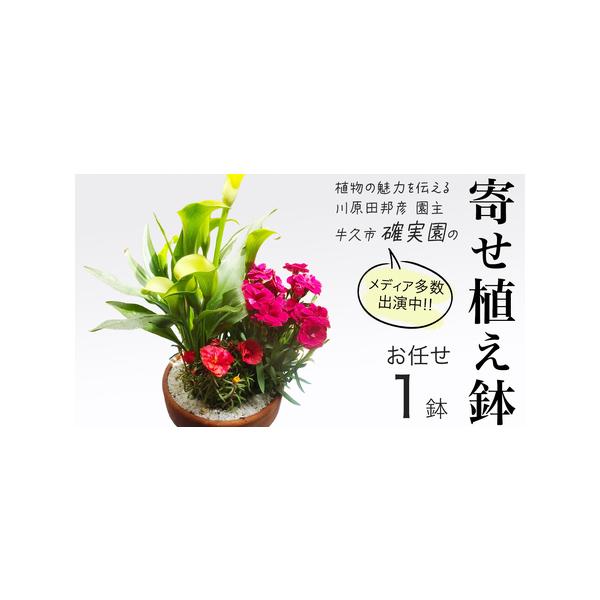 ■ 容量　寄せ植え鉢（5〜6号）：1点　※花の色や形は「おまかせ」となります。　送る時期に一番良いものをお送りします。■ 配送について　入金確認後、順次発送　タイプ：【常温】