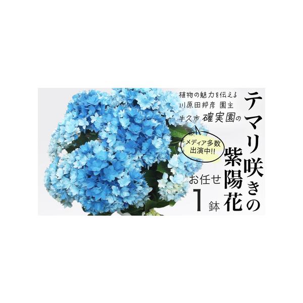 ■ 容量　アジサイ　テマリ咲き[1点]　5号鉢■ 配送について　2026年4月上旬頃より発送開始　開花後は入金確認後、2〜3週間程度で発送　最終発送：2026年6月末頃　※生育状況により前後いたします。　タイプ：【常温】