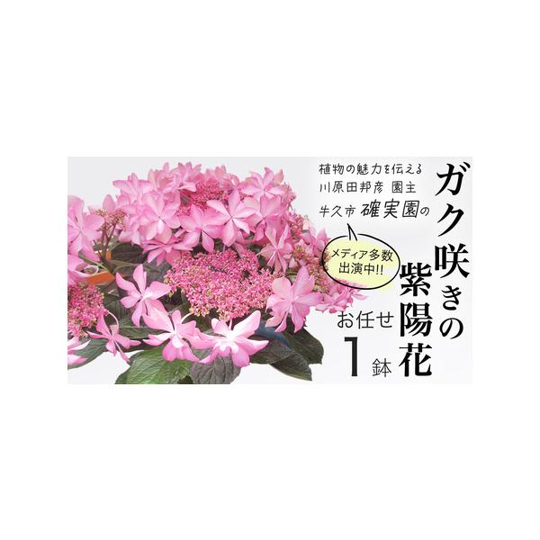 ■ 容量　アジサイ　ガク咲き[1点]　5号鉢■ 配送について　2026年4月上旬頃より発送開始　開花後は入金確認後、2〜3週間程度で発送　最終発送：2026年6月末頃　※生育状況により前後いたします。　タイプ：【常温】