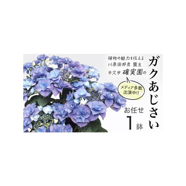 ■ 容量　ガクアジサイ[1点]　5号鉢■ 配送について　2026年4月上旬頃より発送開始　開花後は入金確認後、2〜3週間程度で発送　最終発送：2026年6月末頃　※生育状況により前後いたします。　タイプ：【常温】