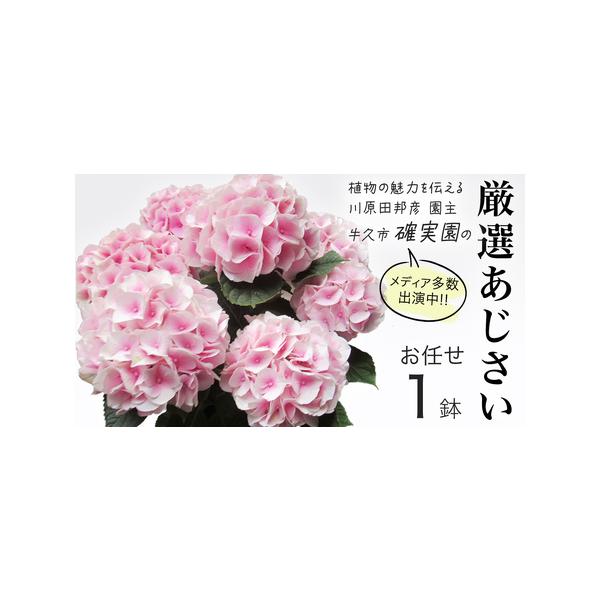 ■ 容量　アジサイ[1点]　5号鉢■ 配送について　2026年4月上旬頃より発送開始　開花後は入金確認後、2〜3週間程度で発送　最終発送：2026年6月末頃　※生育状況により前後いたします。　タイプ：【常温】