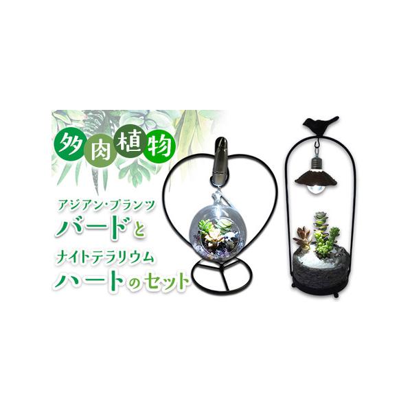 ■ 容量　バードのイーゼルスタンドにセットした、涼しげな鉢に可愛らしい多肉が植えられたアジアン・プランツが1個と多肉を植えたハートの形のイーゼルにクリップライトをセットしたテラリウム1個　■ 配送について　2025年7月中旬頃より順次発送予...
