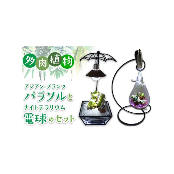 ■ 容量　パラソルのイーゼルスタンドにセットした、涼しげな鉢に可愛らしい多肉が植えられたアジアン・プランツが1個と多肉を植えた電球の形のガラスにクリップライトをセットしたテラリウム1個　■ 配送について　2025年7月中旬頃より順次発送予定...