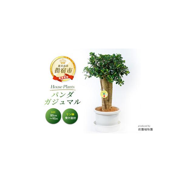 ■ 容量　パンダガジュマル：1点　高さ(鉢底から)：85cm〜95cm　※植物の高さは目安です。より良い状態のお品をお届けしたいため、多少サイズが前後する場合がございます。予めご了承ください。　　【鉢サイズ】　鉢の高さ：22.3cm　鉢上部...