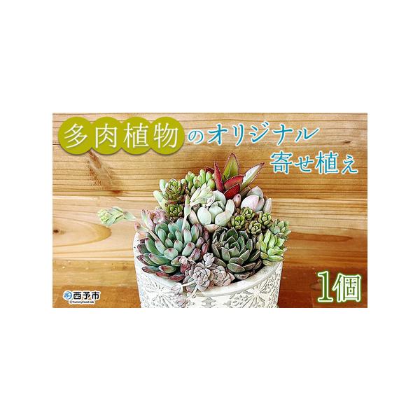 ■ 容量　多肉植物（約１０種類）の寄せ植え　※多肉植物の内容や器の種類のご指定はできません。■ 配送について　通年　※入金確認後、1か月以内に順次発送　　12月中旬以降の受付は、1月上旬より順次発送となる場合がございます。　タイプ：【常温】...