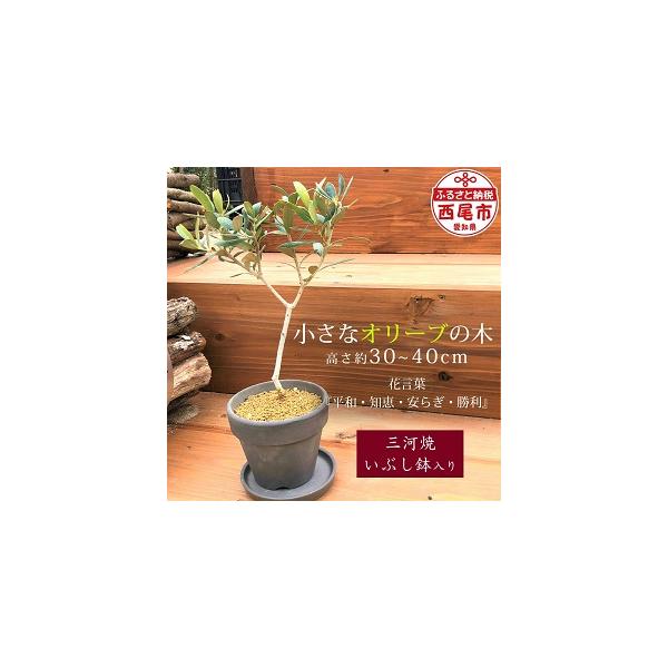 ■ 容量　オリーブの木（三河焼いぶし鉢入り）　1個　　(生産地：愛知県西尾市）　鉢4号（直径約12cm）　高さ30〜40cm■ 配送について　決済から30日以内で発送　タイプ：【常温】