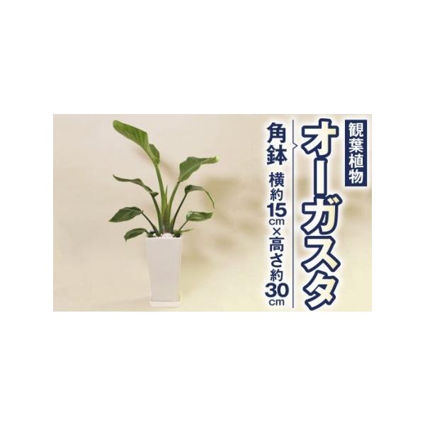 ■ 容量　角鉢　横約15cm×高さ約30cm■ 配送について　寄附確認後、30営業日以内に発送予定　年末年始(12月・1月)は寄附確認後、60営業日以内に発送予定　※天候や発送状況により多少前後する場合がございますので、予めご了承ください。...