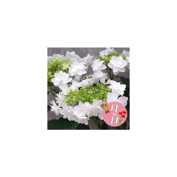 ■ 容量　アジサイ 「プロポーズフォーユー」×1鉢　鉢のサイズ：直径約15cm　■ 配送について　2026年5月1日から2026年5月9日出荷予定　※お花の生育状況により前後する可能性がございます　※着日指定は承れませんのでご了承ください　...