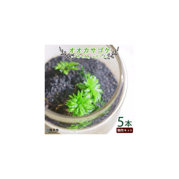 ■ 容量　・オオカサゴケ5株　・苔がよく育つポップジャー1個　・ベースソイル1袋　・化粧砂（溶岩砂）　・作り方説明書　・苔テラリウムの育て方メモ　・農家が教える苔を上手に育てるマル秘メモ■ 配送について　通年　※入金確認後、1か月以内に順次...