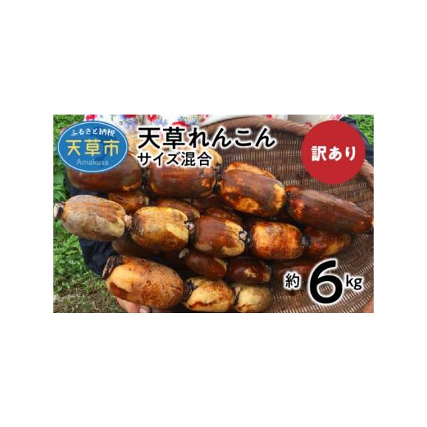 ■ 容量　れんこん 約6kg■ 配送について　2024年6月下旬?2025年1月末まで　（ご寄附の入金を確認後、原則として30日以内に発送します。　ただし、人気のお礼品などは、発送までに1〜3ヶ月程度お時間をいただく場合があります。）　タイ...