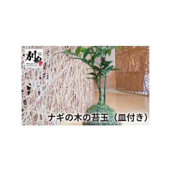 ■ 容量　ナギの木の苔玉　1個＋皿付き(約1000g)■ 配送について　入金確認後、30日以内の発送となります。　タイプ：【常温】
