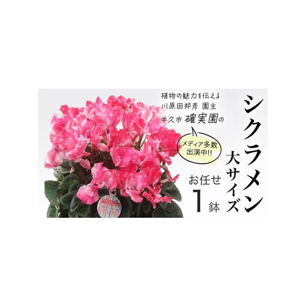 ■ 容量　シクラメン「大サイズ」[1点]■ 配送について　11月中旬頃〜翌年1月中旬頃まで　入金確認後、2〜3週間程度で発送予定　※生育状況により、前後する場合がございます。　タイプ：【常温】