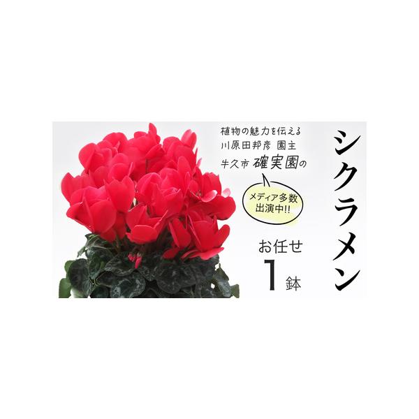 ■ 容量　シクラメン[1点]■ 配送について　11月中旬頃〜翌年1月中旬頃まで　入金確認後、2〜3週間程度で発送予定　※生育状況により、前後する場合がございます。　タイプ：【常温】