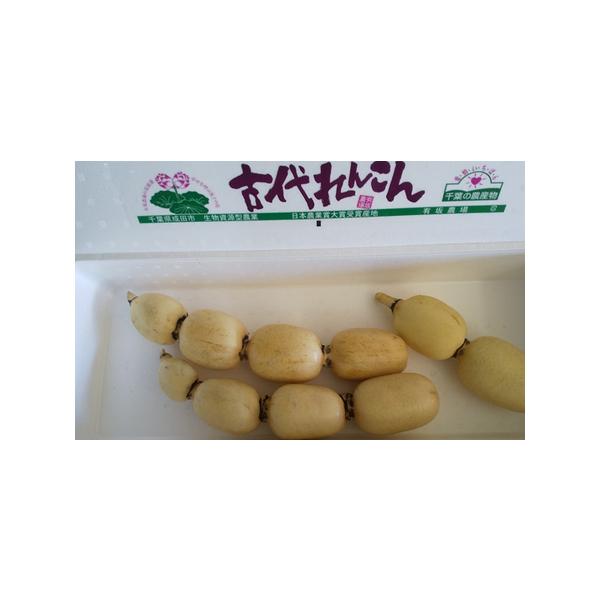 ■ 容量　古代れんこん　2本〜4本前後　■ 配送について　2025年11月中旬〜2026年2月下旬　　タイプ：【冷蔵】