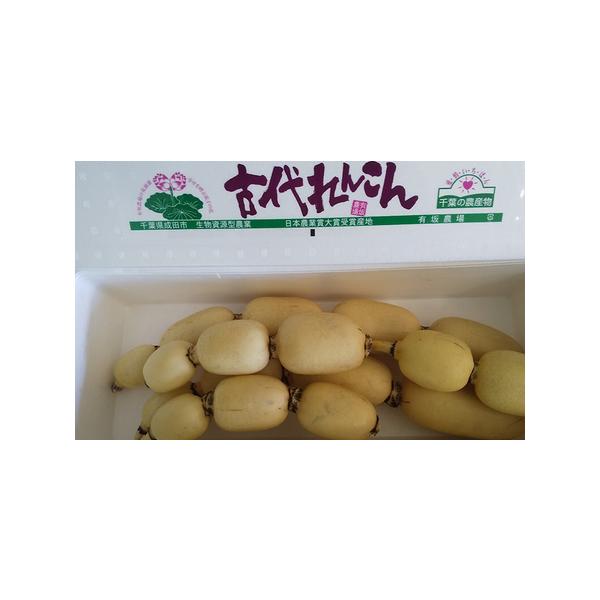 ■ 容量　古代れんこん　5本〜7本前後　■ 配送について　2025年11月中旬〜2026年2月下旬　　タイプ：【冷蔵】