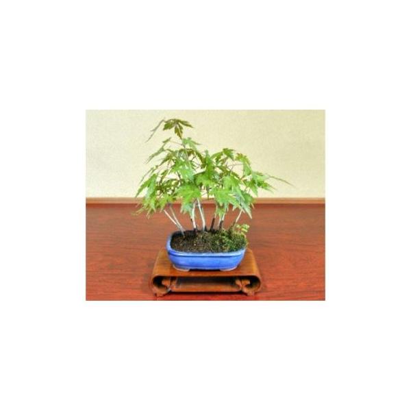 ■ 容量　樹齢5年程度（樹高10cm〜20cm程度）　樹齢、樹高は参考数値となりますので実際のお礼の品とは異なる場合があります。　タイプ：【常温】