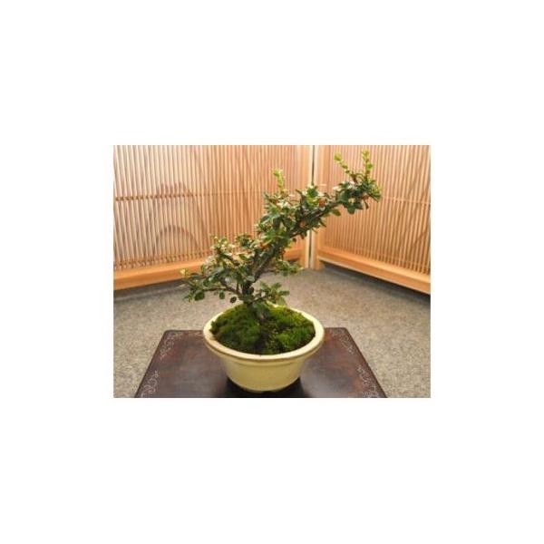 ■ 容量　樹齢5年程度（樹高10cm〜20cm程度）　樹齢、樹高は参考数値となりますので実際のお礼の品とは異なる場合があります。　タイプ：【常温】