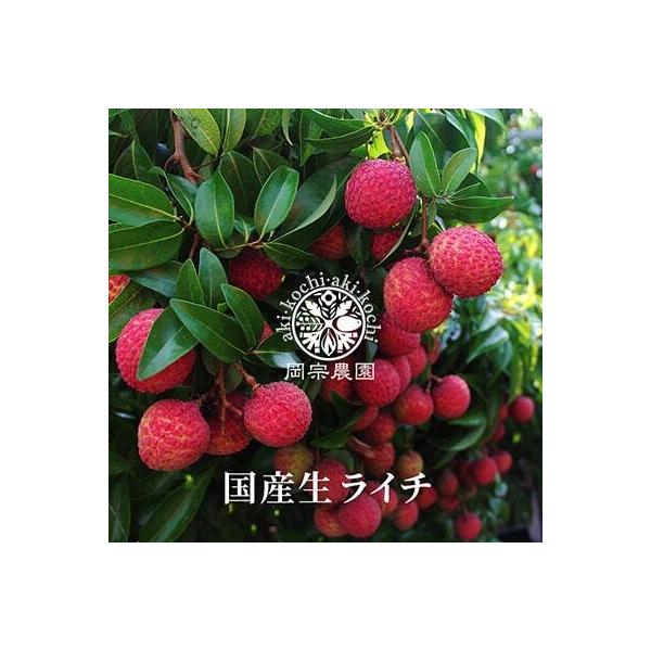 ふるさと納税 国産ライチ 12〜18個【ライチ】 高知県安芸市