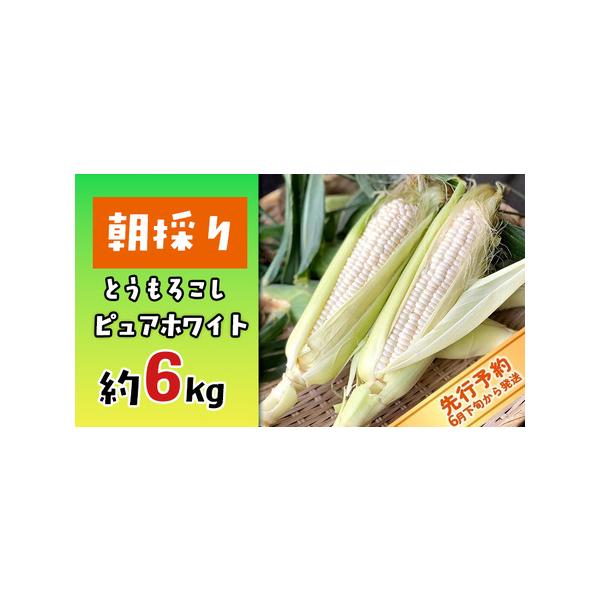 ■ 容量　とうもろこし（ピュアホワイト）約6kg　※生ものですので天候により、とうもろこしの生育状況が変わってきます。　大きさが小さい場合は本数が多くなる場合もあります。■ 配送について　2026年6月下旬から受付順に順次発送　※2025年...