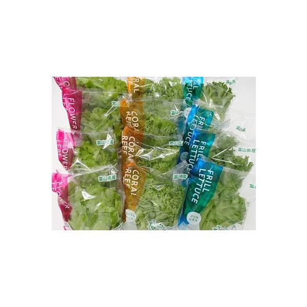 ■ 容量　フリルレタス（約70ｇ）　×4　フラワーリーフ（約60ｇ）×4　コーラルリーフ（約60ｇ）×4　合計12個セット　【賞味期限】　冷蔵保存で到着日より概ね5日間■ 配送について　準備でき次第、順次発送致します。　タイプ：【冷蔵】