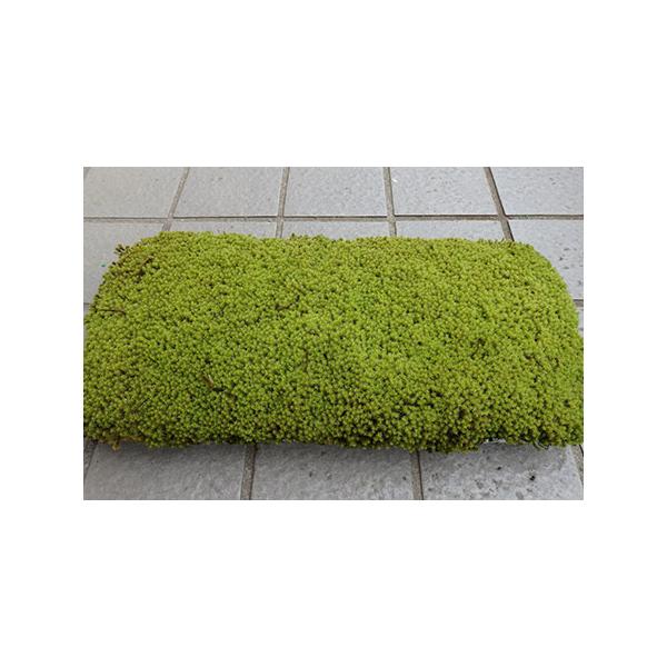 ■ 容量　スナゴケプレート：9枚1組■ 配送について　ご注文を受けてから製作いたしますので、お届け日時の指定はお受けできません。お届け日時をご連絡します。