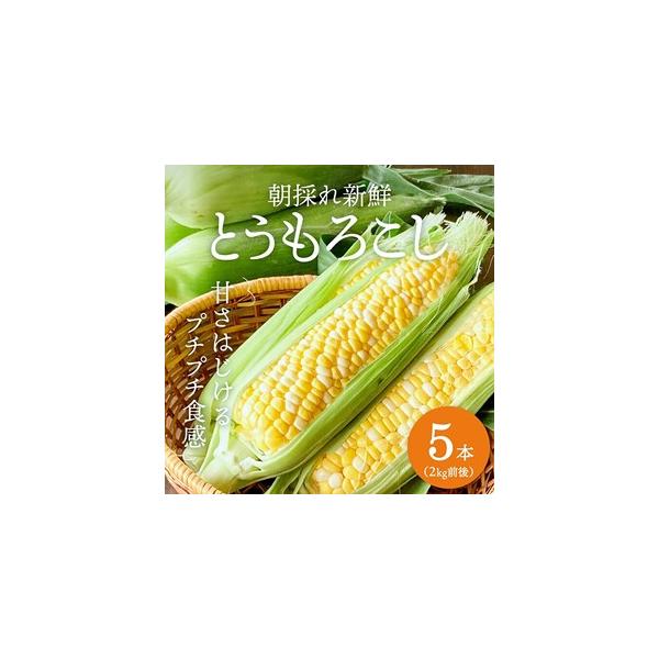 ■ 容量　甘さはじける！朝どりトウモロコシ 5本（2kg前後）　■ 配送について　2026年6月下旬〜2026年7月上旬　　タイプ：【冷蔵】