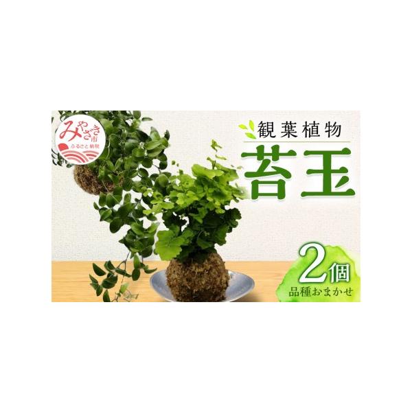 ■ 容量　・苔玉:2個(直径:約10cm)　・吊り下げワイヤー　※品種はおまかせとなります■ 配送について　ご入金確認後、約1ヶ月以内に発送予定　タイプ：【常温】