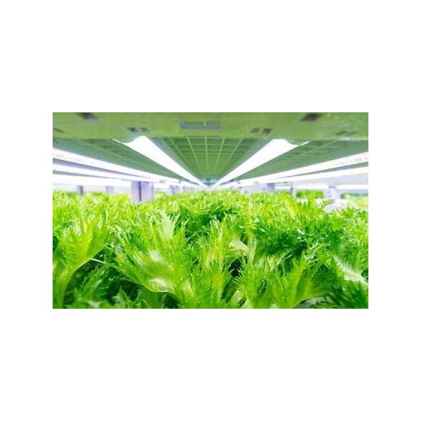 ■ 容量　8パックセット■ 配送について　寄附確認後、30営業日以内に発送予定　年末年始（12月・1月）は寄附確認後、60営業日以内に発送予定　※天候や発送状況により多少前後する場合がございますので、予めご了承ください。　タイプ：【冷蔵】